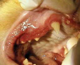 maladie-dentaire1