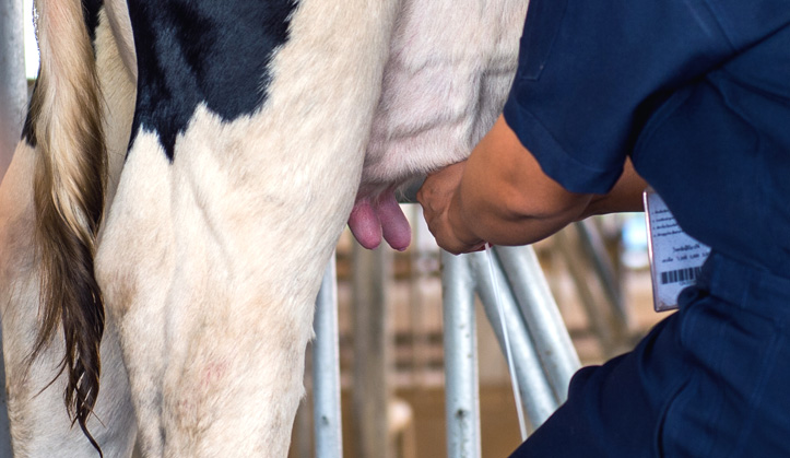 Bactériologies de lait - Service aux animaux de la ferme & équins - Hôpital vétérinaire de Sherbrooke