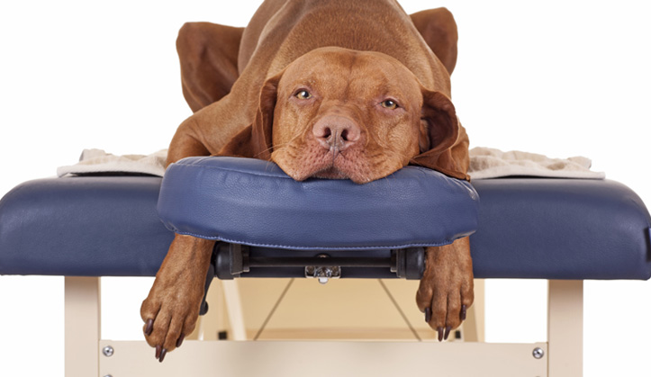 services-osteopathie-petits-animaux-hvsherbrooke Ostéopathie - Service aux animaux de compagnie - Hôpital vétérinaire de Sherbrooke