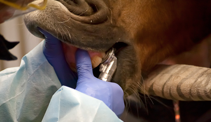 Dentisterie équine - Service aux animaux de la ferme & équins - Hôpital vétérinaire de Sherbrooke
