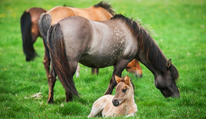 Reproduction - Service aux animaux de la ferme & équins - Hôpital vétérinaire de Sherbrooke