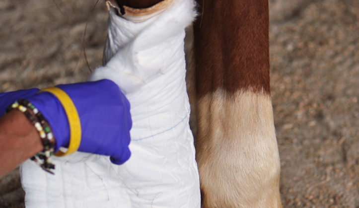 Chirurgie - Service aux animaux de la ferme & équins - Hôpital vétérinaire de Sherbrooke
