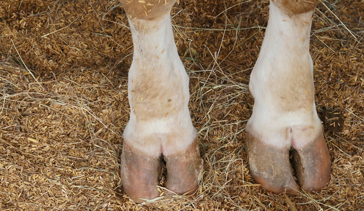 Parage d’onglons - Service aux animaux de la ferme & équins - Hôpital vétérinaire de Sherbrooke