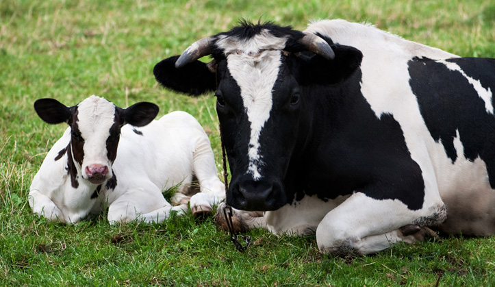 Récolte et transfert d’embryons - Service aux animaux de la ferme & équins - Hôpital vétérinaire de Sherbrooke