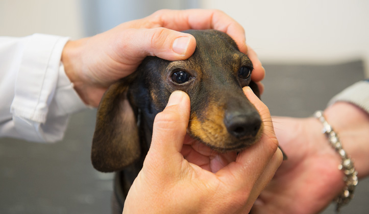 Ophtalmologie - Service aux animaux de compagnie - Hôpital vétérinaire de Sherbrooke