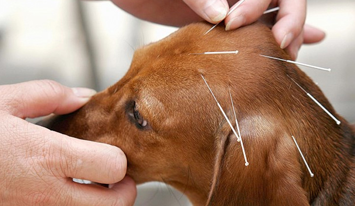 Acupuncture et herbologie - Service aux animaux de compagnie - Hôpital vétérinaire de Sherbrooke