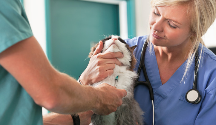 Laboratoire et analyses - Service aux animaux de compagnie - Hôpital vétérinaire de Sherbrooke