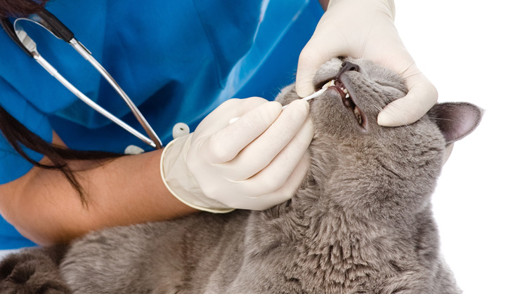 Dentisterie - Service aux animaux de compagnie - Hôpital vétérinaire de Sherbrooke