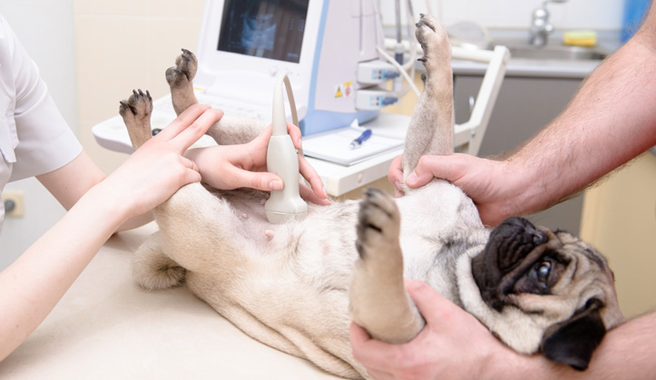 Échographie - Service aux animaux de compagnie - Hôpital vétérinaire de Sherbrooke