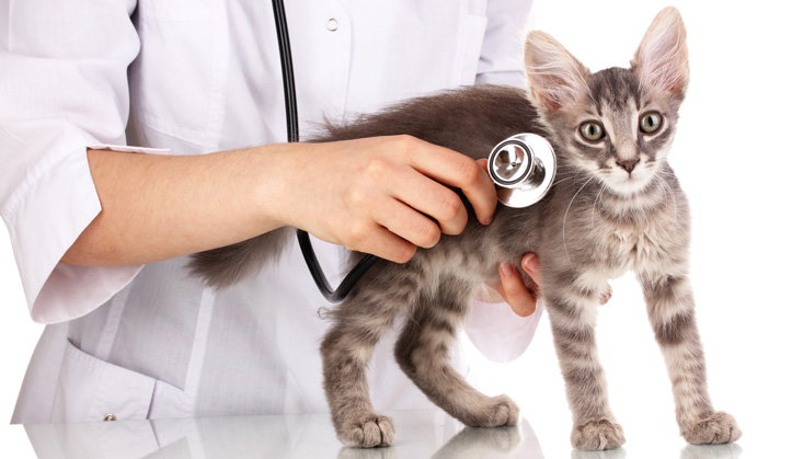 Examen de santé - Service aux animaux de compagnie - Hôpital vétérinaire de Sherbrooke