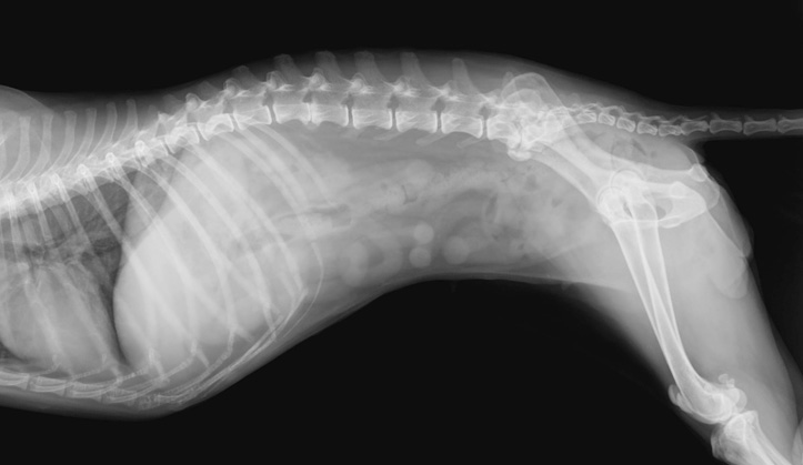 Radiologie numérique - Service aux animaux de compagnie - Hôpital vétérinaire de Sherbrooke