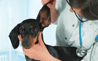 Nettoyer les oreilles de votre animal de compagnie - Hôpital vétérinaire de Sherbrooke