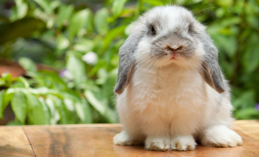 Le lapin et le furet : les informations de base avant d'adopter un