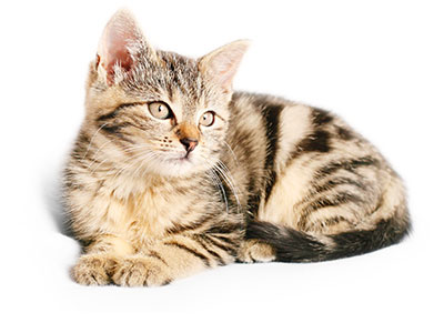 img-chat-2-HV-Sherbrooke
